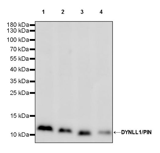 DYNLL1/PIN Recombinant Rabbit mAb (S-1460-8)