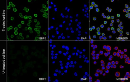 GBP5 Rabbit Polyclonal Antibody