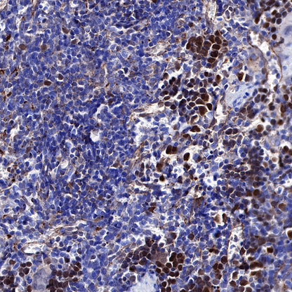 CDK2 Recombinant Rabbit mAb (SDT-064-40)