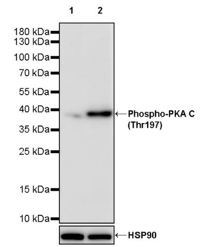 Phospho-PKA C (Thr197) Recombinant Rabbit mAb (S-1137-310)