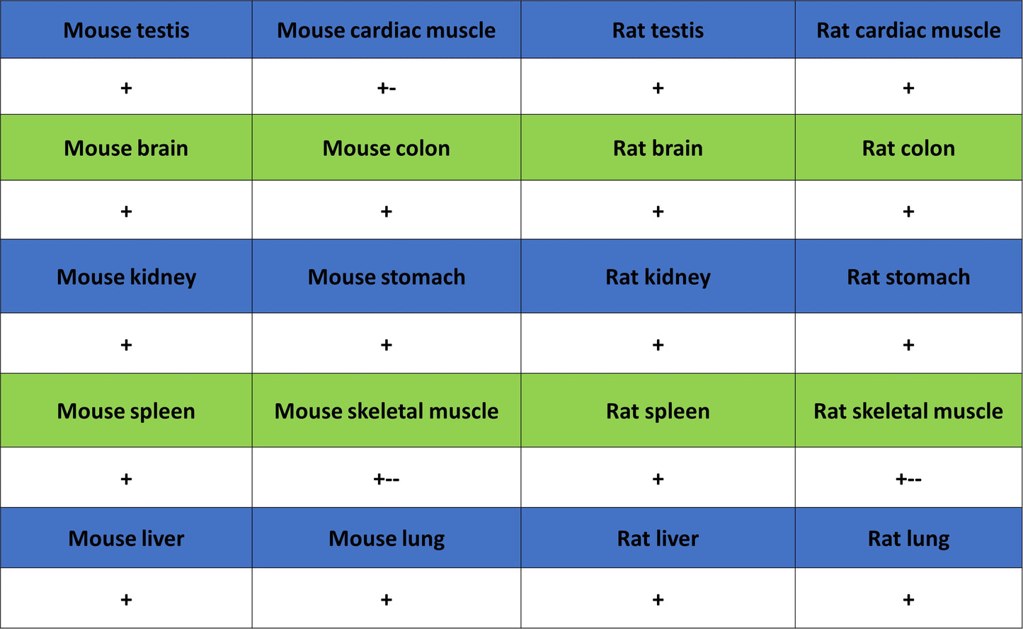 INI-1/SMARCB1 Recombinant Rabbit mAb (S-4068-21)