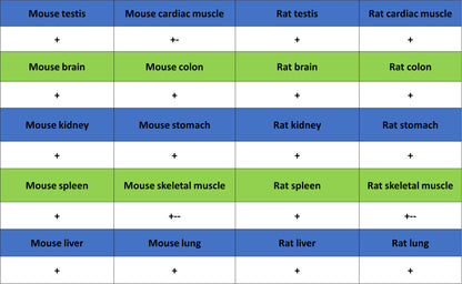 INI-1/SMARCB1 Recombinant Rabbit mAb (S-4068-21)