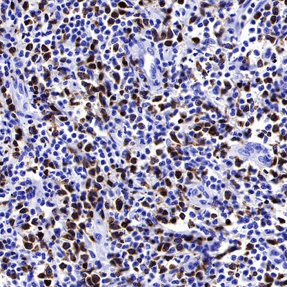 CD3 epsilon Mouse mAb (SDT-570-36)