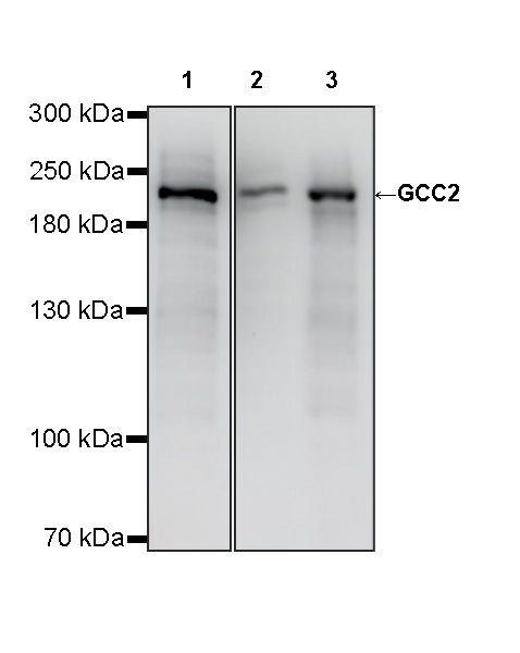 GCC2 Recombinant Rabbit mAb (S-4458)