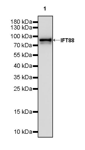 IFT88 Recombinant Rabbit mAb (S-2187-107)