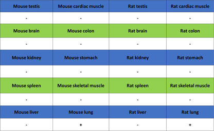 Uteroglobin Recombinant Rabbit mAb (S-6021)