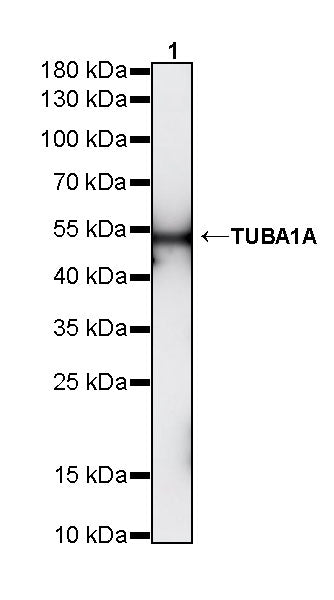 TUBA1A Rabbit Polyclonal Antibody