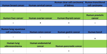 CD1a Recombinant Rabbit mAb (S-1486-65)