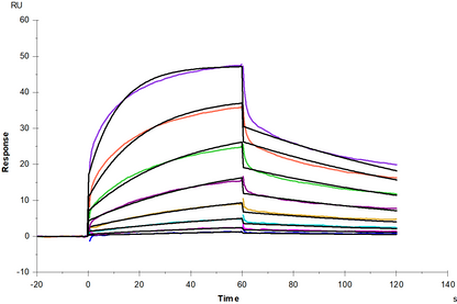 IgG3 Fc Protein, Human