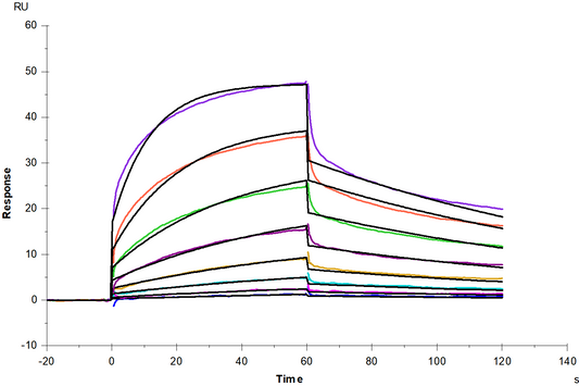 IgG3 Fc Protein, Human