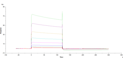 Fc γ RIIIb/CD16b(NA1) His Tag Protein, Human