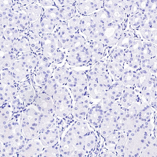 MUC17 Recombinant Rabbit mAb (SDT-1415-49)
