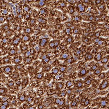 BID Recombinant Rabbit mAb (S-R300)