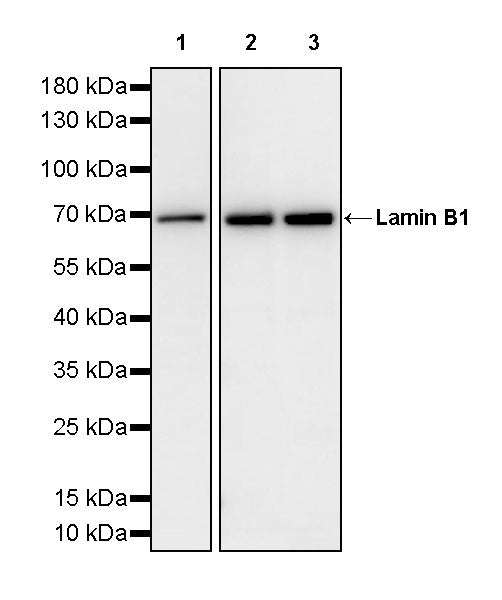 Lamin B1 Recombinant Mouse mAb (S-4865)