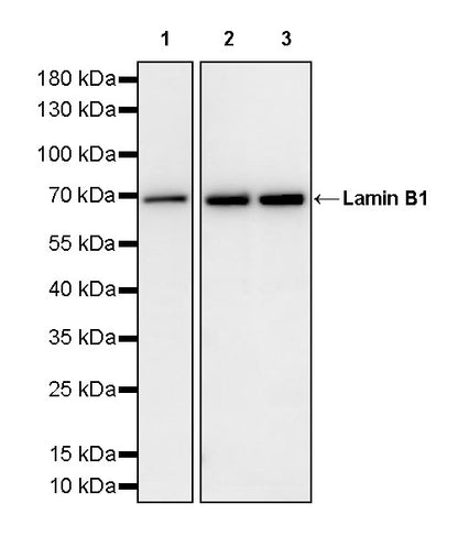 Lamin B1 Recombinant Mouse mAb (S-4865)