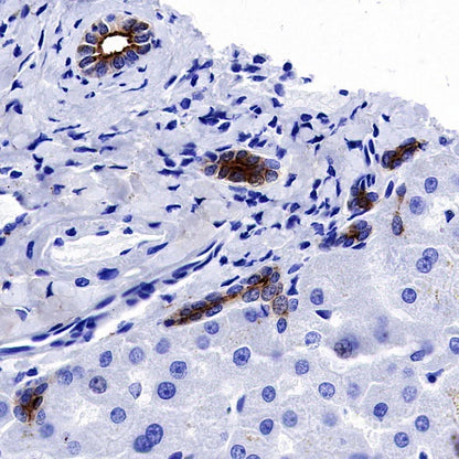 Osteopontin Recombinant Rabbit mAb (S-1005-50)