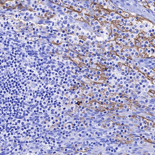 S-RMab® PD-L1 Recombinant Rabbit mAb (SDT-119-286)
