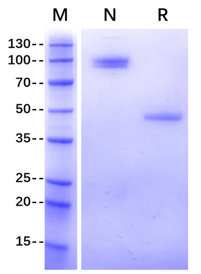 TIGIT Fc Chimera Protein, Human