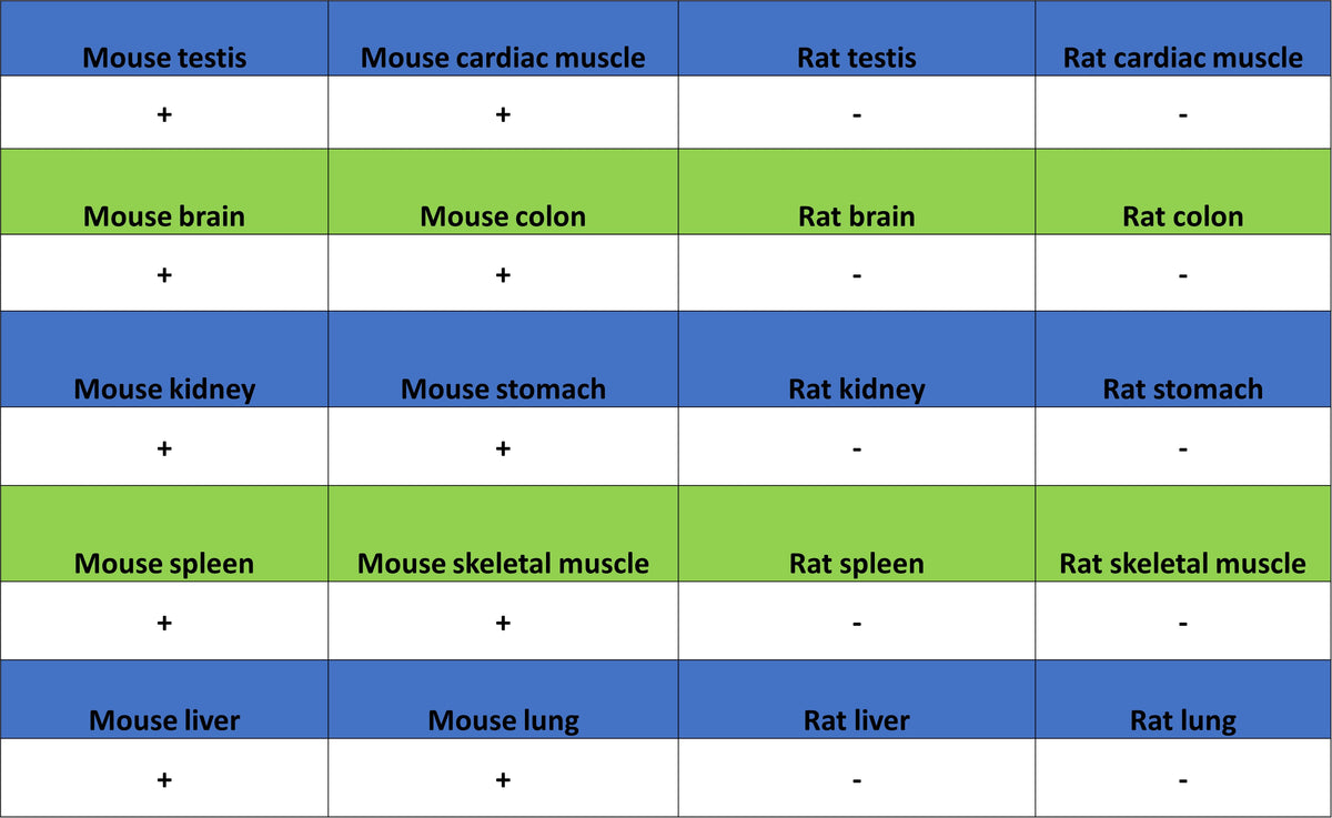 AOAH Recombinant Rabbit mAb (S-3713-10)