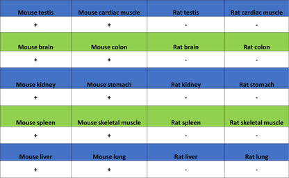AOAH Recombinant Rabbit mAb (S-3713-10)