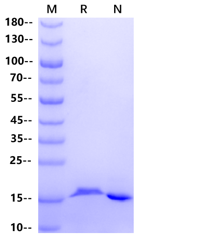 GMF-β Protein, Mouse