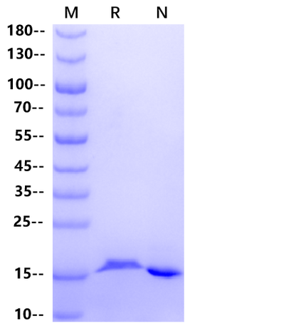 GMF-β Protein, Mouse