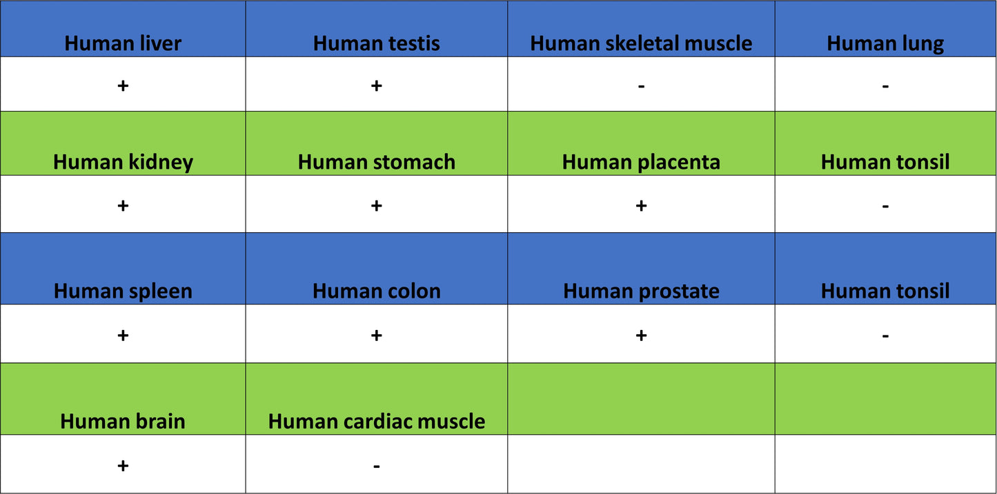 MMP3 Recombinant Rabbit mAb