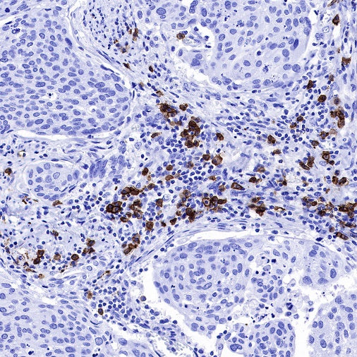 CD38 Mouse mAb (S-690-29)