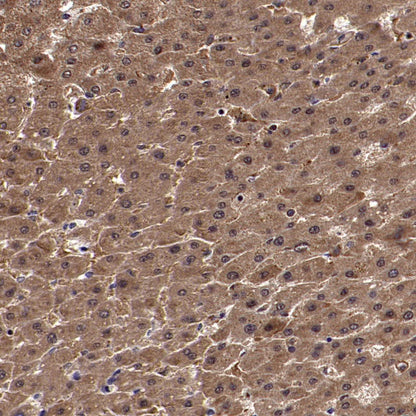 ISL2 Rabbit Polyclonal Antibody