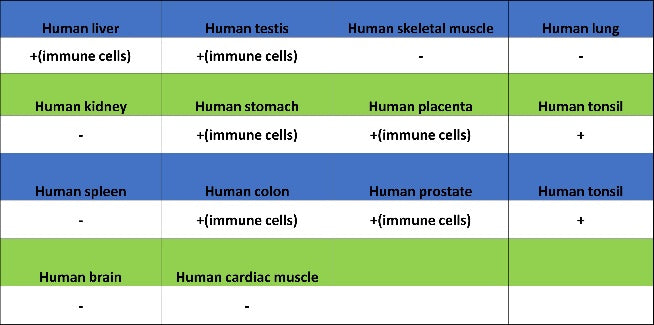LILRB4 Recombinant Rabbit mAb (S-2504-22)
