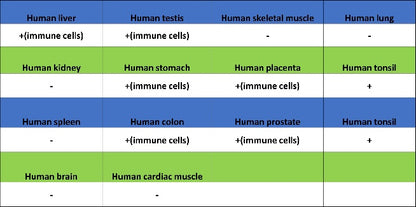 LILRB4 Recombinant Rabbit mAb (S-2504-22)