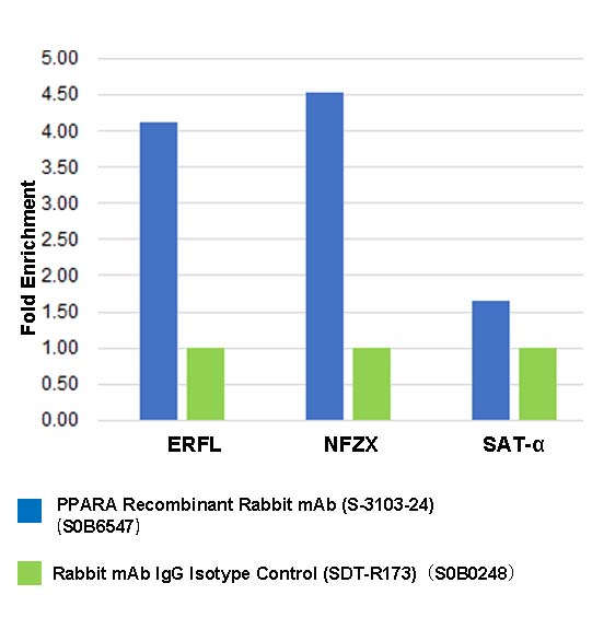 PPARA Recombinant Rabbit mAb (S-3103-24)