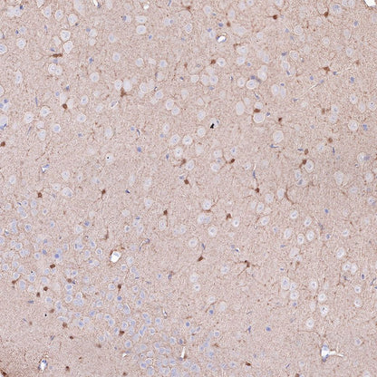 Product image media