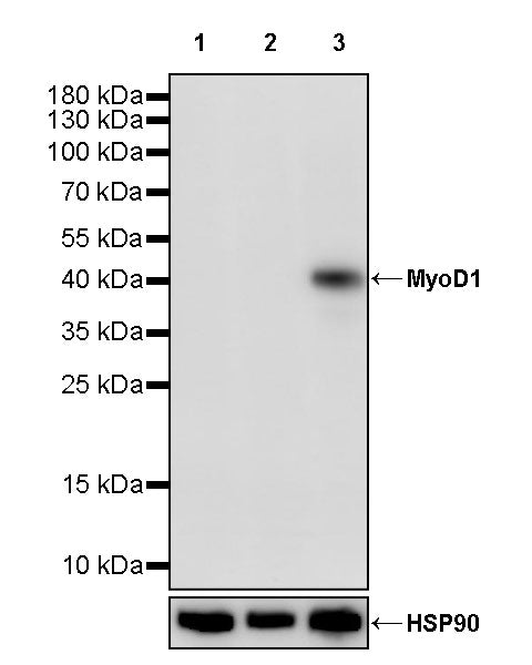 MyoD1 Recombinant Rabbit mAb (S-2519-63)