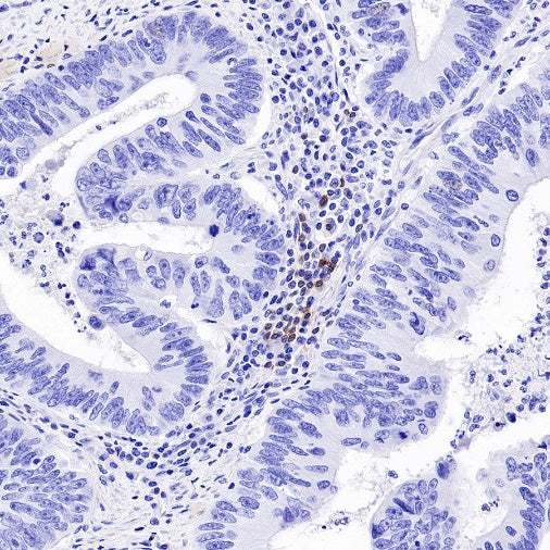 S-RMab® CD79B Recombinant Rabbit mAb (SDT-R513)