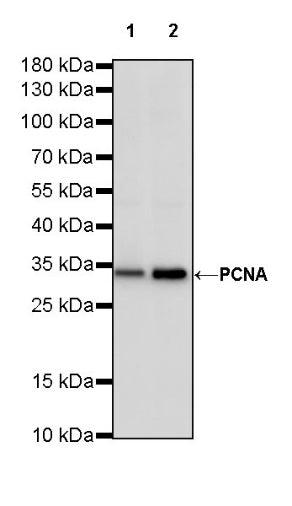 PCNA Recombinant Rabbit mAb (SDT-297-116)