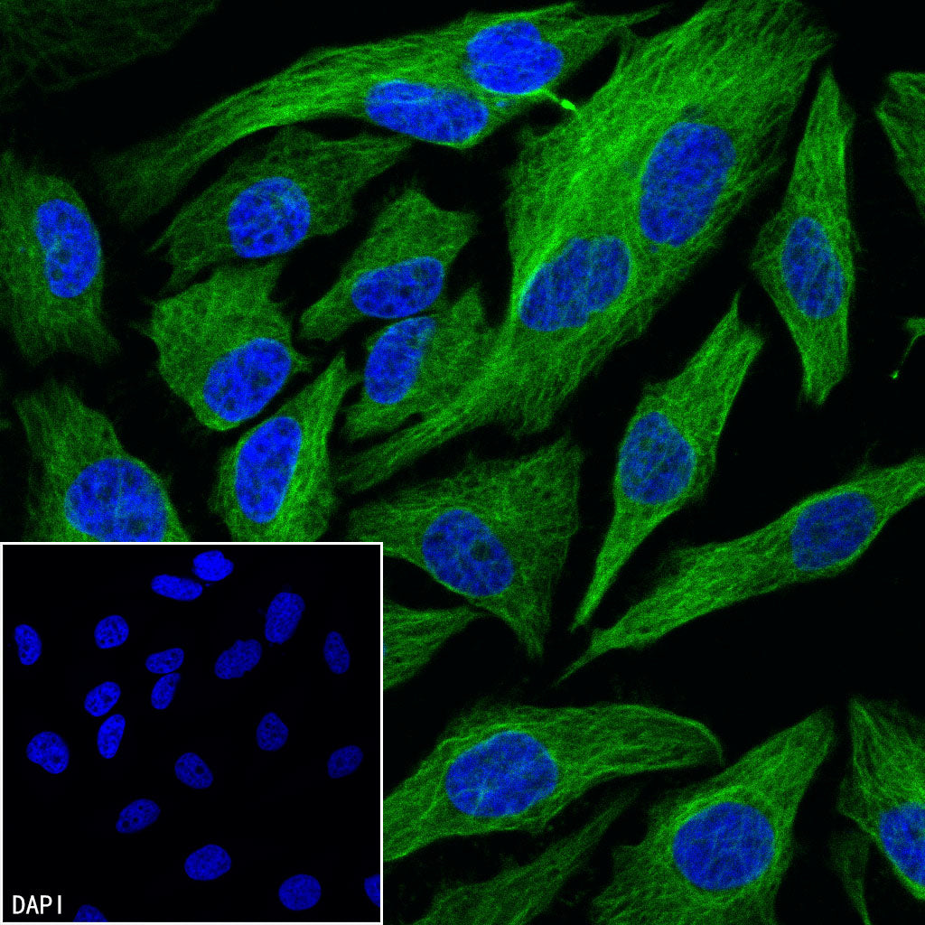 Anti-Biotin Recombinant Rabbit mAb (FITC Conjugate) (S-3083)