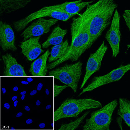 Anti-Biotin Recombinant Rabbit mAb (FITC Conjugate) (S-3083)