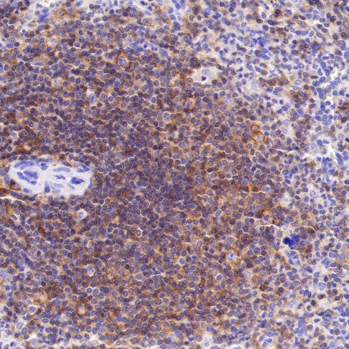 CD48 Recombinant Rabbit mAb (S-R265)