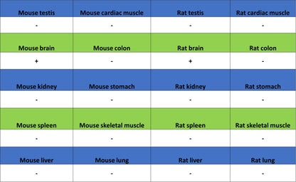 MOG Rabbit Polyclonal Antibody