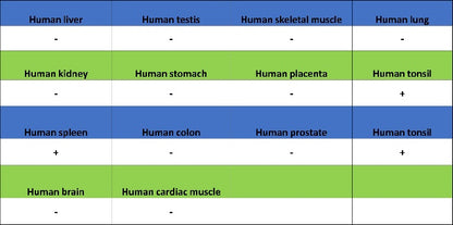 BANK1 Recombinant Rabbit mAb, PBS Only (SDT-2265-37)