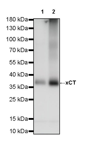 xCT Recombinant Rabbit mAb (S-5531)