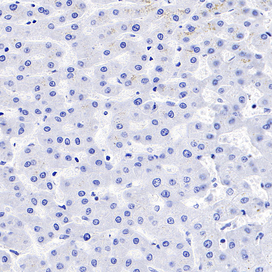 S-RMab® PD-1 Recombinant Mouse mAb,PBS Only (SDT-R143)