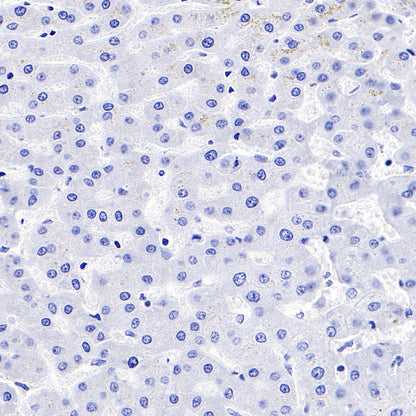 S-RMab® PD-1 Recombinant Mouse mAb,PBS Only (SDT-R143)