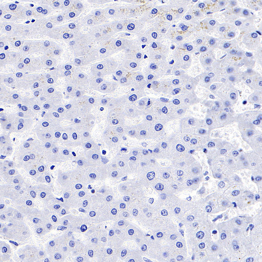 S-RMab® PD-1 Recombinant Mouse mAb,PBS Only (SDT-R143)