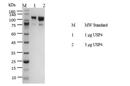 USP4 Protein