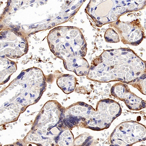 Cyclin B1 Recombinant Rabbit mAb (S-1407-224)