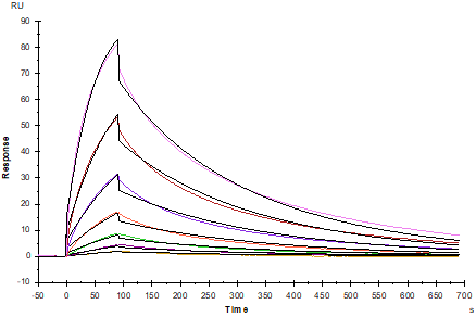 CD27 Ligand/TNFSF7 Fc Chimera Protein, Human
