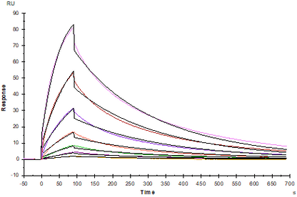 CD27 Ligand/TNFSF7 Fc Chimera Protein, Human