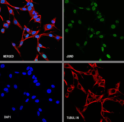 JUND Recombinant Rabbit mAb (S-4270-48)